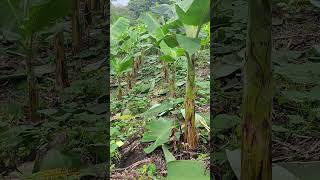 Mira como estamos cultivando platanos y pipianes juntos viralvideo comenta sucribete comparte [upl. by Noble859]