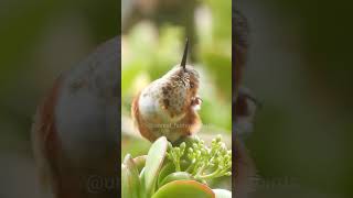 Rufous hummingbird hummingbird na [upl. by Guntar748]