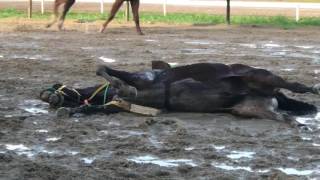 Caballo del hipodromo muere de un infarto [upl. by Vallo]