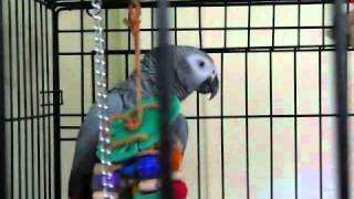 Best talking parrot in the world Clover knows 350 words with subtitles [upl. by Iruahs8]