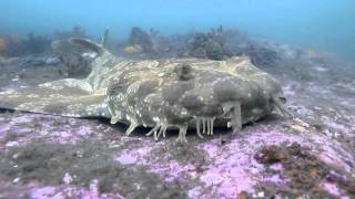 Spotted Wobbegong Orectolobus maculatus at Bare Island Sydney Australia [upl. by Irec]