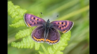 Violet Copper  Blauschillender Feuerfalter  Cuivre de la bistorte  Lycaena helle 2m20 [upl. by Tilla]