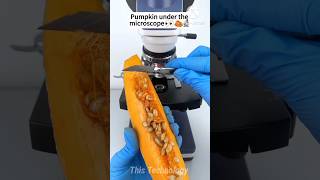 Pumpkin Under The Microscopethistechnology shorts microscope mrbeast facts viral [upl. by Tallia]