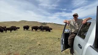 Custer Bison Roundup The Day Before [upl. by Greyson250]