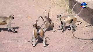 Indian Langur Monkey [upl. by Latsirc]