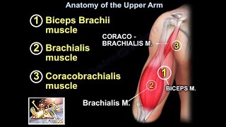 Anatomy Of The Upper Arm  Everything You Need To Know  Dr Nabil Ebraheim [upl. by Mackintosh]