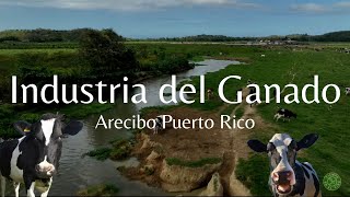 INDUSTRIA LECHERA 🚜🐄 GANADEROS DE PUERTO RICO Arecibo Puerto Rico🇵🇷 [upl. by Gall]