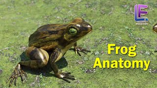 Anatomy of an Frog  Structural Organization of Animals  CBSE Class 11 Biology by Elearnin [upl. by Leirej]