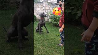 Youngest weimaraner dog trainer in the world [upl. by Mendive]