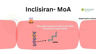 Inclisiran  MoA and Side effects  SiRNA therapy to treat Hypercholestrolemia  PCSK9 Inhibitor [upl. by Aurie]