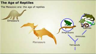 Tetrapoda [upl. by Anatniuq]