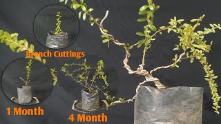 MAKING A BONSAI TREE FROM PIRAKANTA BRANCH CUTTING  PYRACANTHA ANGUSTIFOLIA [upl. by Bradan]