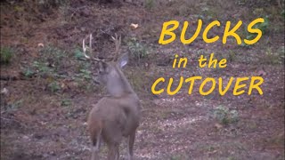 Bucks in the Cutover [upl. by Cargian137]