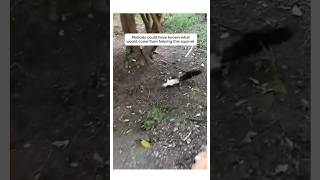 Man did this to save squirrel life rescueanimals animalshorts animals [upl. by Elttil]