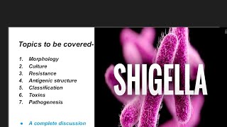 shigelluosis  shigella microbiology  morphology culture antigenic tructure and pathogenesis [upl. by Olra]