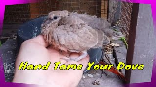 Hand Taming A Young Ringneck Dove [upl. by Dolf254]