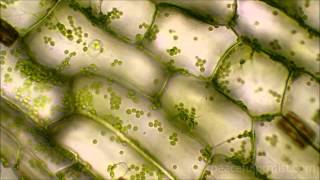 Elodea under the microscope [upl. by Strickland]