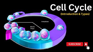 Understanding the Cell Cycle A Beginners Overview of the Eukaryotic Cell Cycle [upl. by Celle]