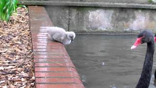 Black Swan Cygnets jump into the lake [upl. by Davida324]