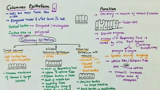 Simple Columnar Epithelium  Location  Function  Types [upl. by Siuol]