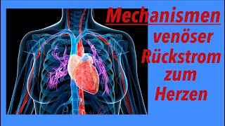 Mechanismen des venösen Rückstroms zum Herzen [upl. by Chura68]