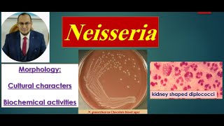 Neisseria 1 Morphology Culture Biochemical reactions quot Medical microbiology [upl. by Keane956]