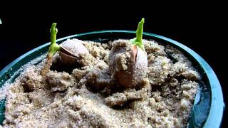 Ginkgo seed germination  3 [upl. by Elliven]