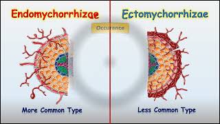 Endomychorrhizae Vs Ectomychorrhizae [upl. by Ahgiela]