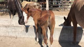 RANCHOLAROSA POTRILLO ALAZAN TOSTADO CARETO 2018 DE GOODNITECUARTOSDEMILLA [upl. by Jacklyn107]