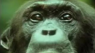 Chimpanzees Team Up to Attack a Monkey in the Wild  BBC Studios [upl. by Mayyahk]