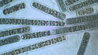 Oscillatoria Cyanobacteria  Filament Movement [upl. by Ailat524]