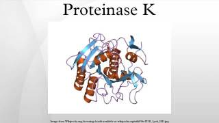 Proteinase K [upl. by Ahsertal]