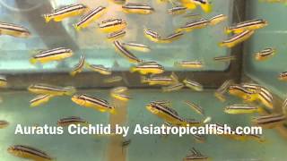 Auratus Cichlid Breeding And Export From Thailand [upl. by Htiderem]