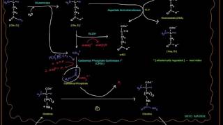 Urea Cycle Part 3 of 5  Big Picture with Enzymes GLDH Glutaminase etc [upl. by Shaun]