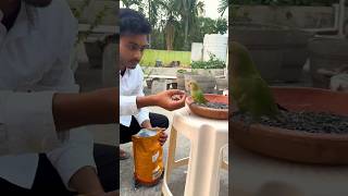 Baby parrot Hand feeding process 🦜  Helping Birds lover community birds handfeeding shorts [upl. by Kerge]