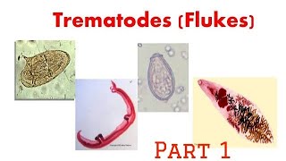 Trematodes  Intro schistosoma microbiology trematode pathology [upl. by Lynn]