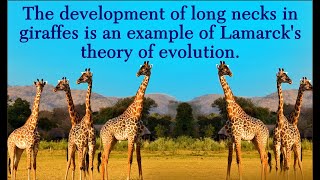 THEORIES OF EVOLUTION lamarckism vs darwinism grade 12 life sciences by MSAIDI ThunderEDUC [upl. by Hy]