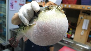 Amazing Skills of Blowfish Toxic Cleaning and Fried Blowfish  Korean Food ASMR [upl. by Enihpesoj]