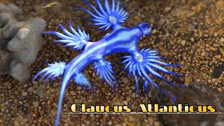 Glaucus Atlanticus [upl. by Dumm983]