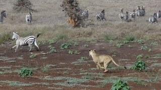 Lion Hunt At Lewa Zebra Ambush [upl. by Airolg]