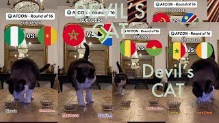 Psychic Cats Predict Shocking Winners in Every AFCON Match – You Wont Believe Whos Next [upl. by Yasdnyl]