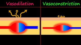 Vasodilation amp Vasoconstriction [upl. by Laehcar726]