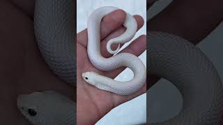 leucistic hognose snake exoticfirehogs [upl. by Landon]