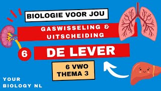 6 vwo  Gaswisseling amp Uitscheiding  6  De lever [upl. by Nnaihs]