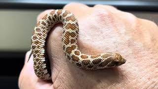 New baby western hognose snake50Leucistic50Albino [upl. by Wheeler817]