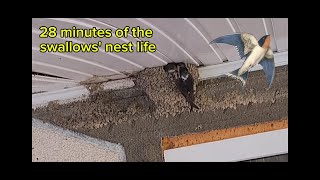 28 minutes of the swallows nest life swallow birds [upl. by Ynettirb]