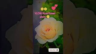 Yellow Rose flower plantshort trending ytshort shrtsfeed houseplants Chikahomegarden [upl. by Johnson]