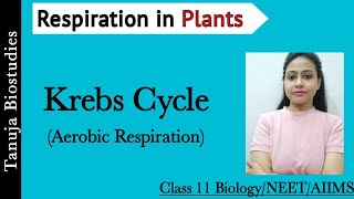 Respiration in Plants  Aerobic Respiration Krebs Cycle  Tricarboxylic acid cycle TCANEETAIIMS [upl. by Gebhardt]