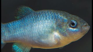 VIDEO Earthquake caught on camera that monitors Devils Hole pupfish [upl. by Lear]