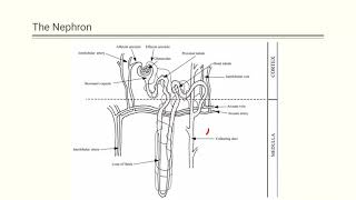 Renal Scintigraphy [upl. by Notlrahc]